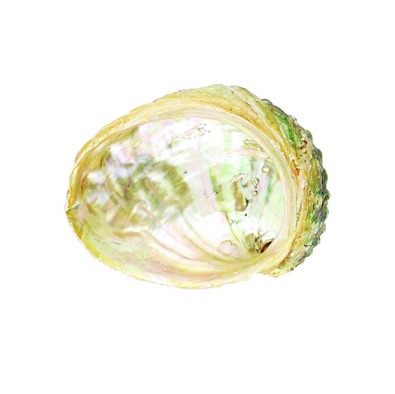 Threaded Abalone Shell (4-5 in.)