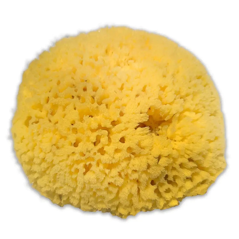 906 & Co. Sea Sponge