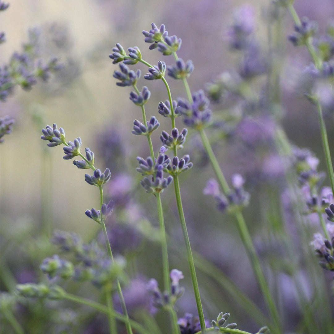 Lavender Air Waterless Diffuser Refill