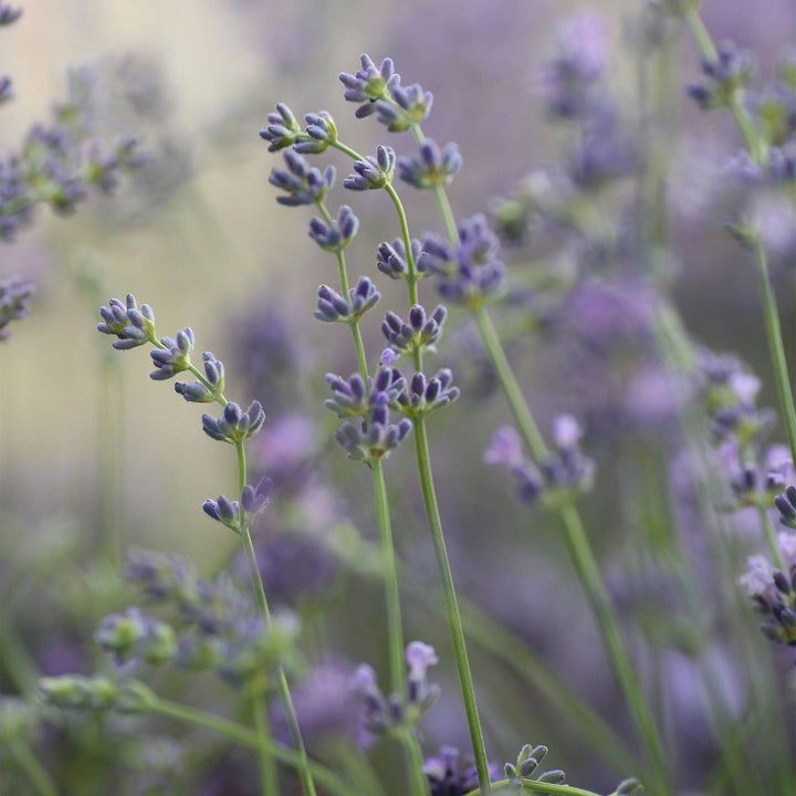 Lavender Air Waterless Diffuser Refill