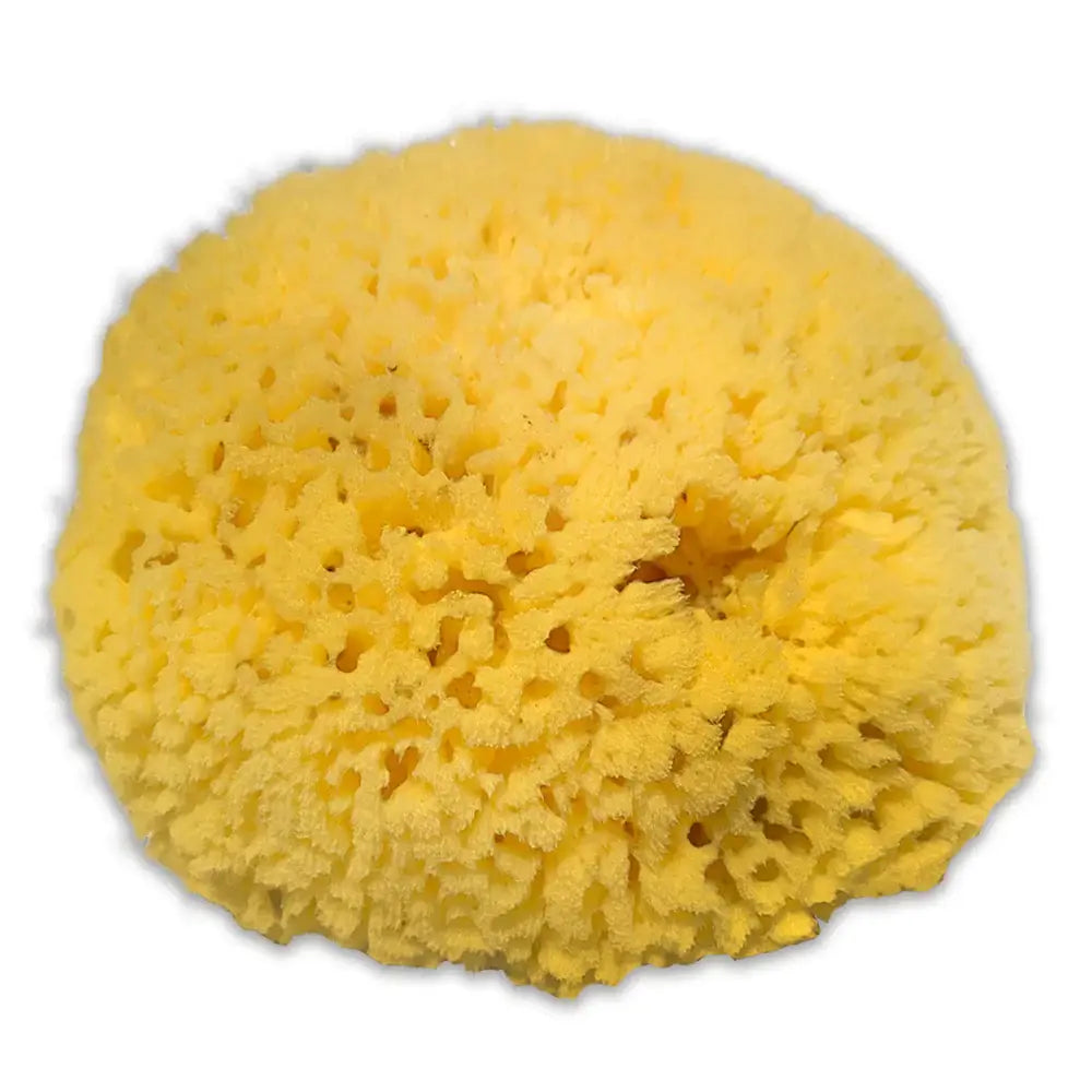 Sea Sponge - Mild Exfoliation